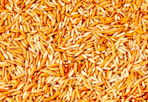 Il primo piano paddy grano su sfondo bianco — Foto Stock