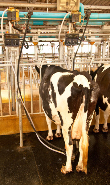 The Milk machine with cow in milk farm