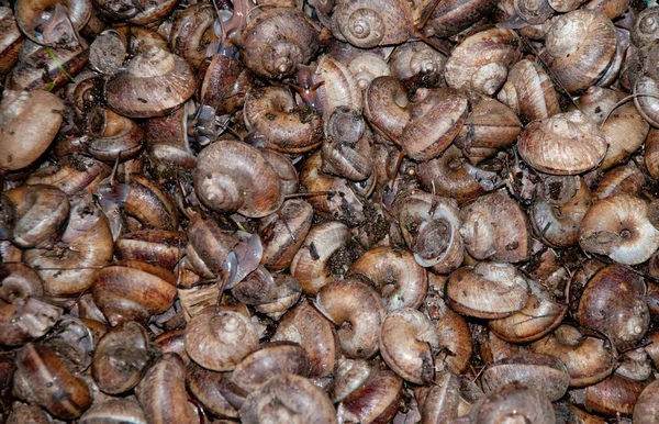 O caracol largo da montanha na Tailândia — Fotografia de Stock