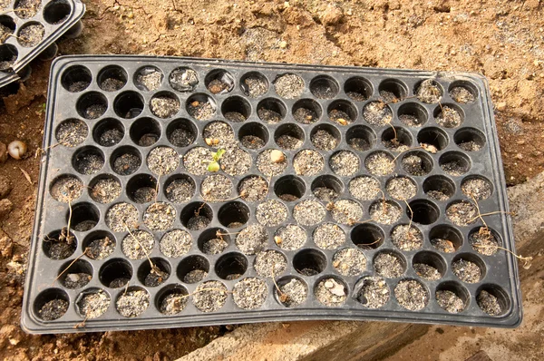 The Truck plant on green house — Stock Photo, Image