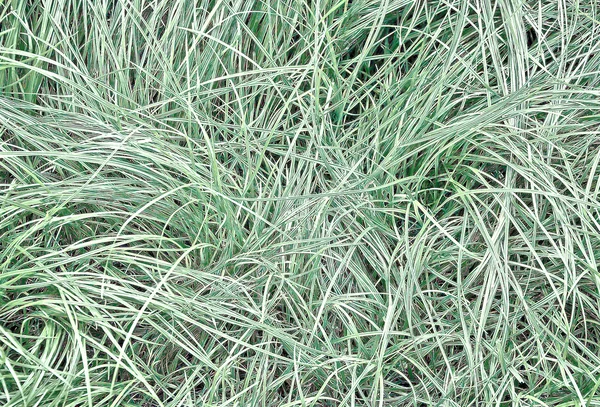 A textura de fundo de grama abstrata — Fotografia de Stock