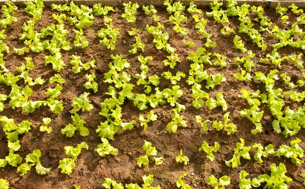 Plantskola sallad på gröna huset — Stockfoto