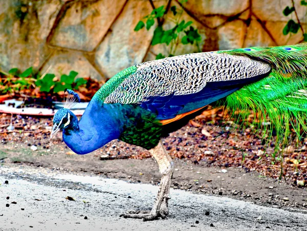 El colorido del pavo real — Foto de Stock