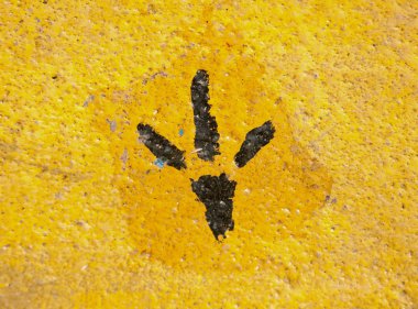 Çimento zemin üzerine hayvan ayak izi