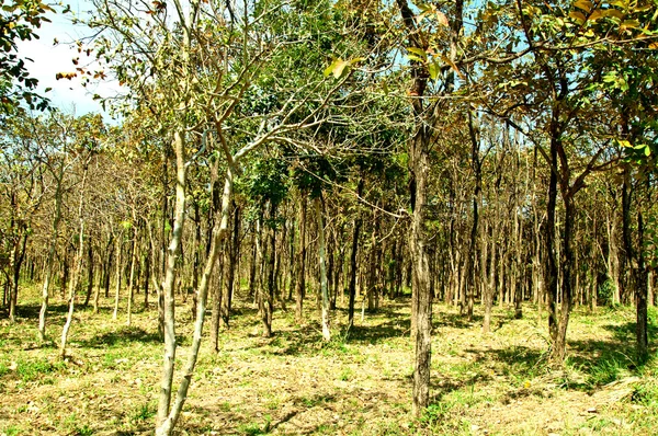 The Old rubber plantation — Stock Photo, Image
