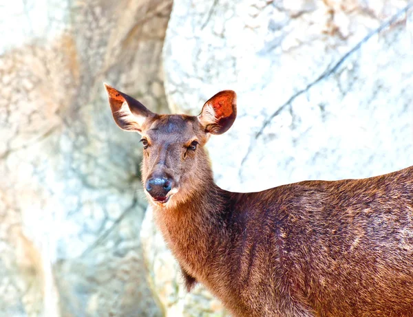 The Young deer in the zoo — Stock Photo, Image