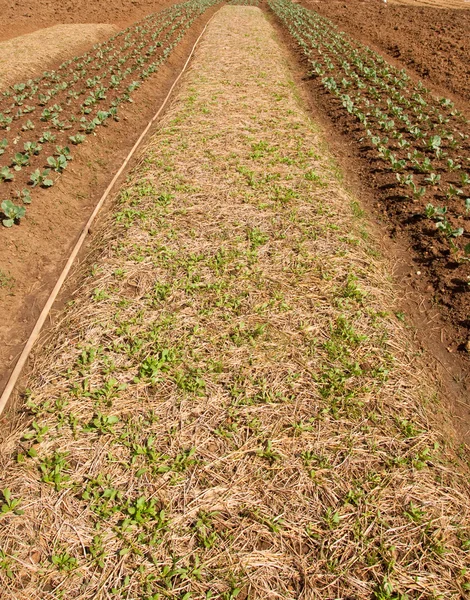 De rijen van groenteplanten groeien op een boerderij met blauwe hemel — Stockfoto