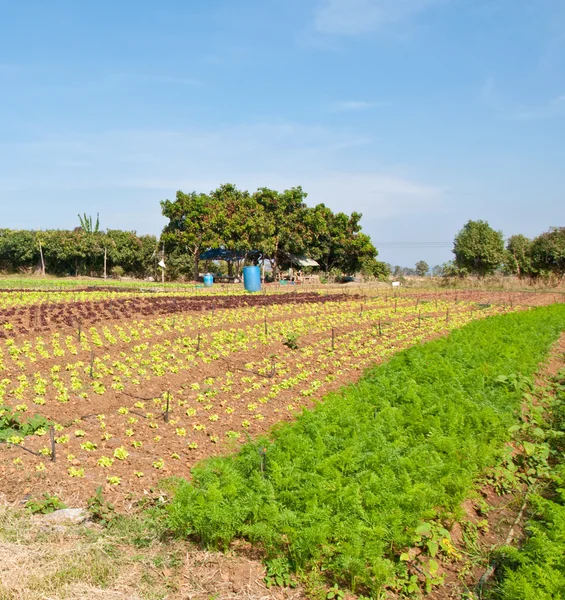 De rijen van wortel planten groeien op een boerderij met blauwe hemel — Stockfoto