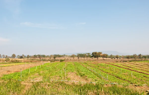 Las filas de plantas vegetales que crecen en una granja con cielo azul — Foto de Stock