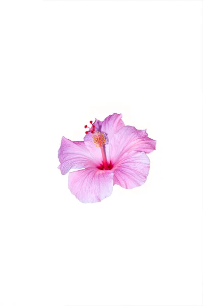 Flor de hibisco rosa de primer plano — Foto de Stock