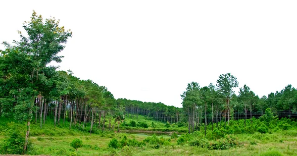 El bosque de pinos — Foto de Stock