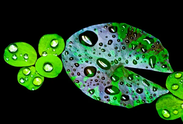 The Water drop on lotus leaf on black background — Stock Photo, Image