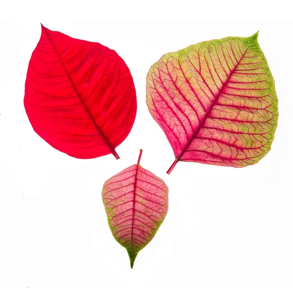 Red and Pink leaf isolated on white background — Stock Photo, Image