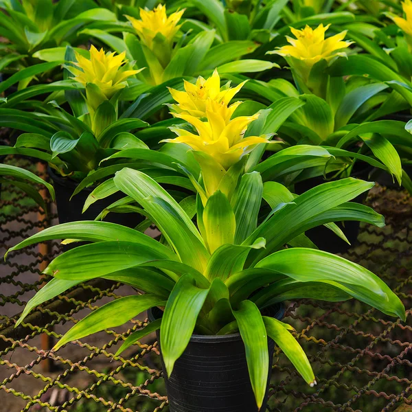 Mladí tropický ananas květi — Stock fotografie