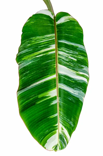 Banana leaf isolated on white background — Stock Photo, Image