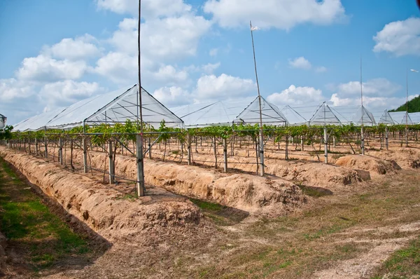 The Grape plantations — Stock Photo, Image