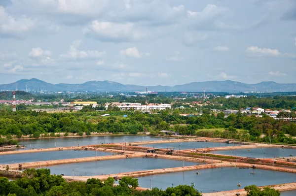 The Shrimp farming — Stock Photo, Image