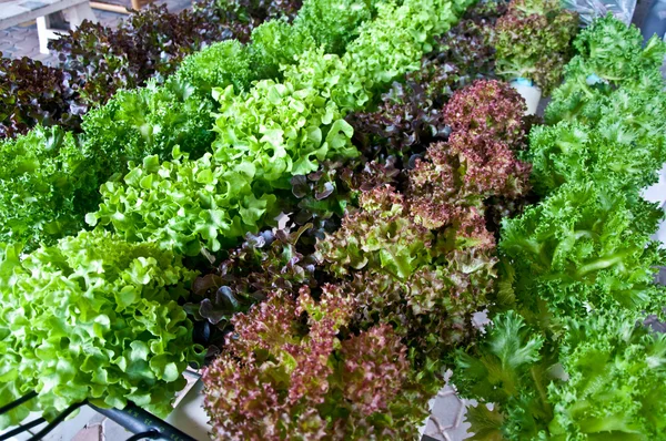 The Vegetables of salad — Stock Photo, Image