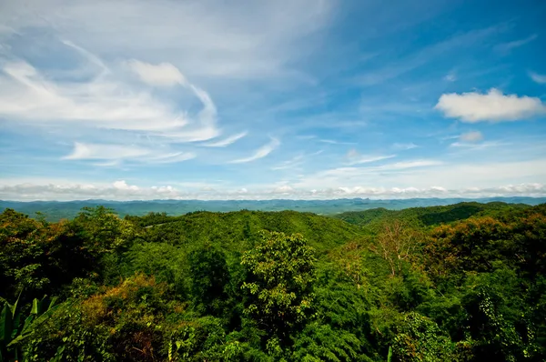 El paisaje del bosque verde —  Fotos de Stock