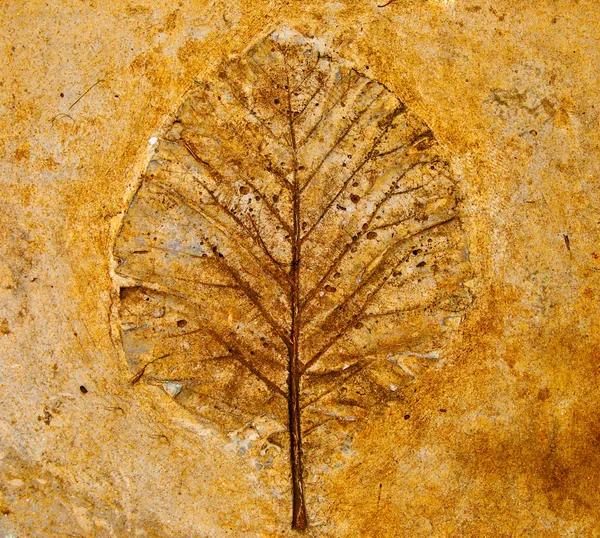 The Leaf imprint in concrete — Stock Photo, Image