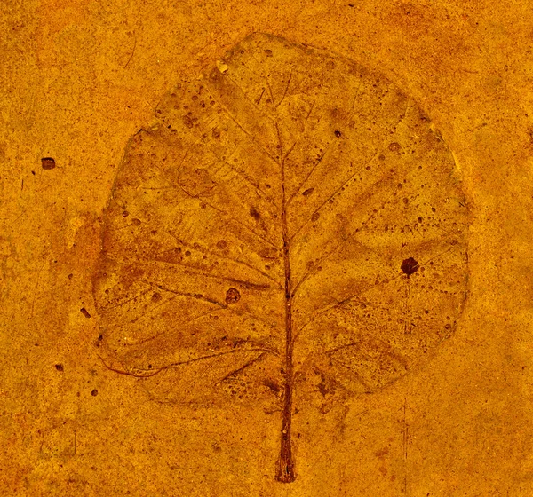 L'impronta Leaf in calcestruzzo — Foto Stock