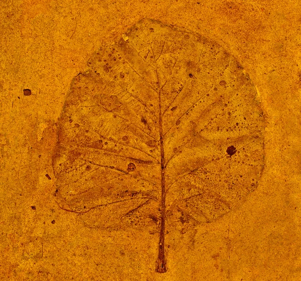 L'empreinte de la feuille dans le béton — Photo