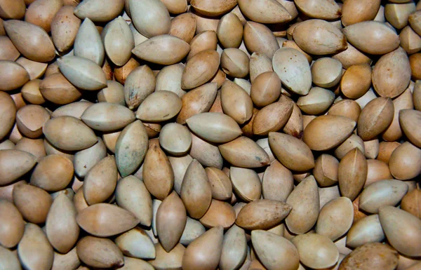 Ořechy sušené Gingo — Stock fotografie