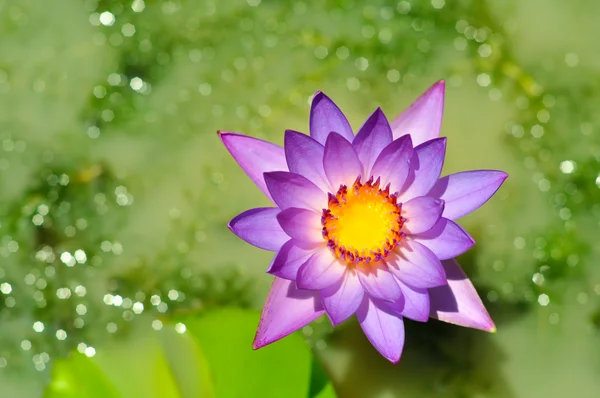 Lotus. — Stok fotoğraf