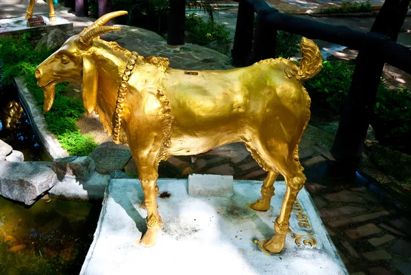 L'oro della capra — Foto Stock