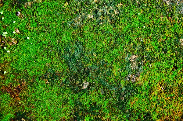 A textura do musgo — Fotografia de Stock