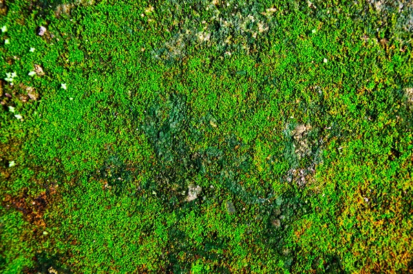 Moss textur — Stockfoto