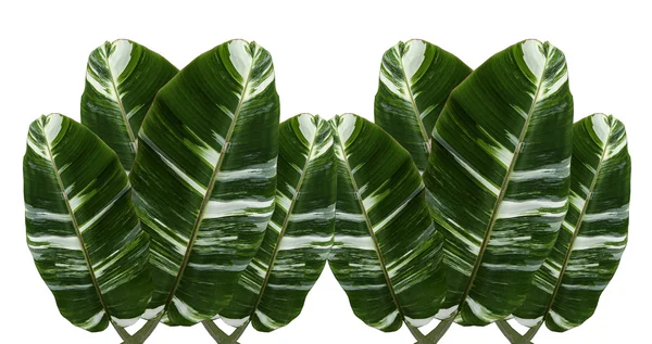 Green leaf banana — Stock Photo, Image