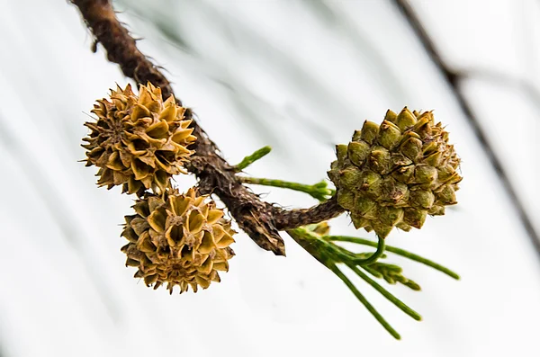 Jonge dennenappel — Stockfoto