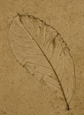 Çimento zemin üzerinde baskı yaprağı