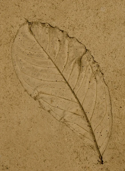 Imprint leaf on cement floor Stock Image