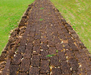 Park yeşil çim arka plan ile yol yürümek