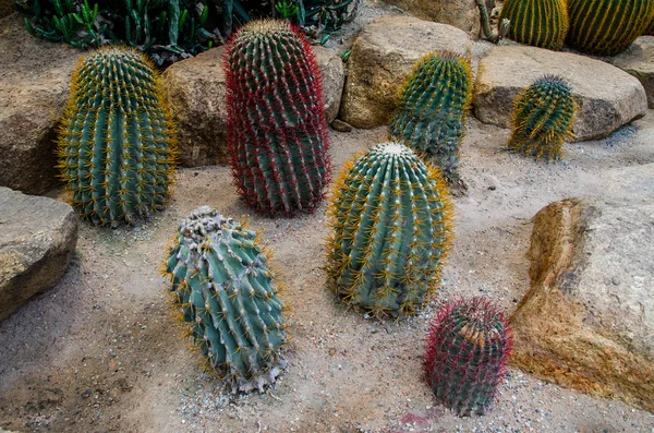 Colorful of cactus — Stock Photo, Image