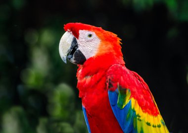Güzel Amerika papağanı