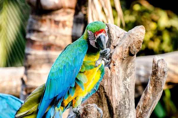 Beautiful of macaw — Stock Photo, Image