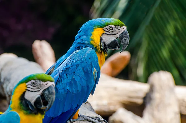 Beautiful of macaw — Stock Photo, Image