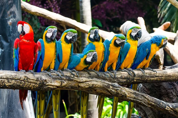 Beautiful of macaw — Stock Photo, Image