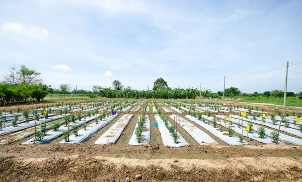 Pimenta jovem em planta — Fotografia de Stock