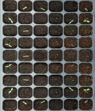 plastik tepsi fidan sebze