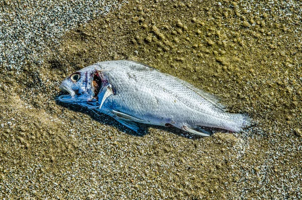 Fish rotting on sand beach — Stock Photo, Image