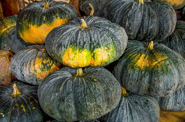 Colorful of pumpkin — Stock Photo, Image