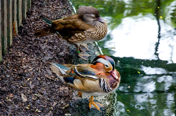 Young mandarin duck — Stock Photo, Image