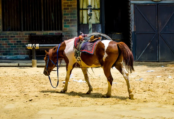 Cavalo jovem — Fotografia de Stock