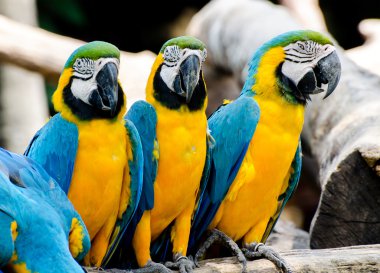 Güzel Amerika papağanı