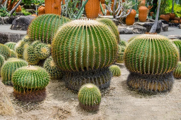 Colorful of cactus — Stock Photo, Image