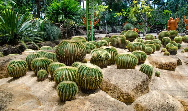 Group of cactus — Stock Photo, Image